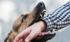 How JUSTICENTER Personal Injury Lawyers Helps Dog Bite Victims in Sherman Oaks, CA